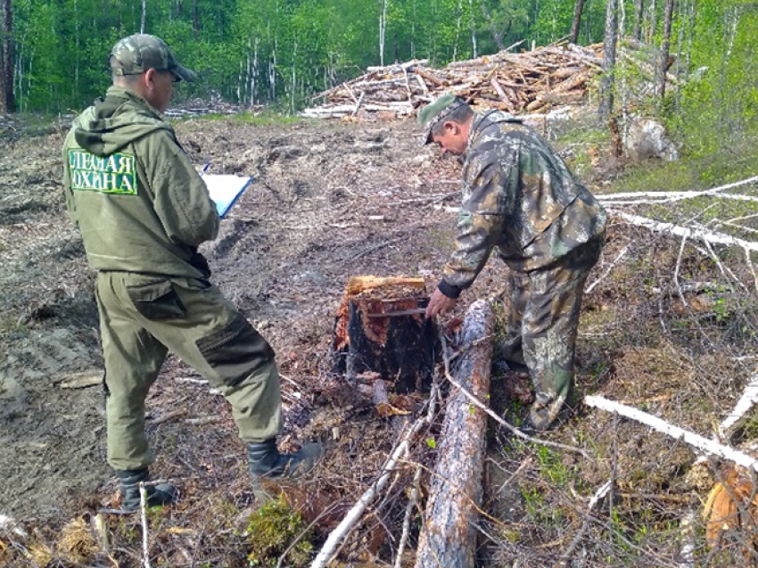 В Забайкалье за неделю выявлено 8 незаконных рубок лесных насаждений